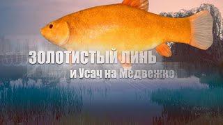 Russian Fishing 4 Русская рыбалка 4 ▶ о. Медвежье линь золотистый и усач по заданию