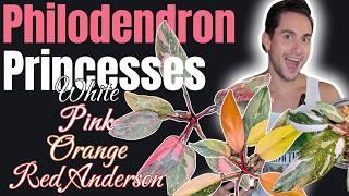  Pink Princess Philodendron Vs Orange Princess Vs White Princess Vs Red Anderson #philodendron