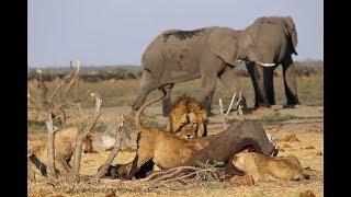 Unbelievable Moments Animals Save  Of Elephant vs Lion vs Cheetah vs Crocodile
