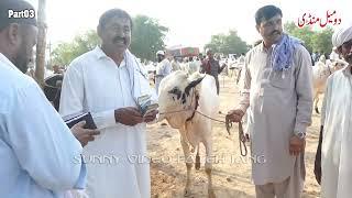 Today Domail Mandi Fatehjang Rate’s update06Sep2024-Part03Sunny Video Fateh Jang Cow Mandi 2024