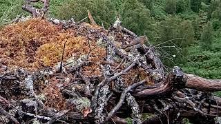 A cheeky little Robin hops around Loch Arkaig Osprey Nest One 21 Jun 2024 zoom