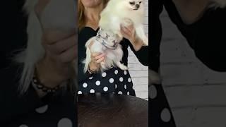 MALE BELLY BANDS STOP PEEING ON EVERYTHING #sweetiepiepets #longhairedchihuahua #bellyband
