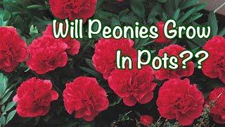 Peonies in pots vs. peonies in a bed? A nursery experiment PART 3