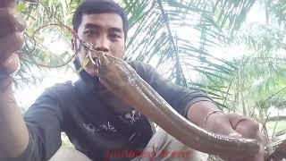 #Mancing_Belut Kalau Udah Rejeki Gak Bakal Ketuker #MancingLiar_JambangIreng