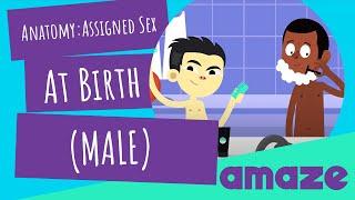 Anatomy Assigned Sex At Birth Male