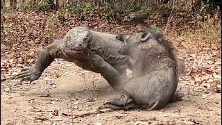 Komodo vs Wild Boar Attack Each Other