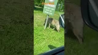 Grey wolf stalks past car @LongleatSafariAdventurePark