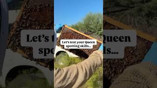 How quick can you find the Queen Bee?  #queenbee #beekeeping101 #honeybees