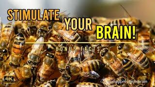  Healing Sounds Of The Humming Bees Hive   10 Hours  Stress Relief  ASMR  4K  Bonus Facts