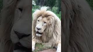 THE DIFFERENCE OF LIONS MANE #lion #hayvanlar #shorts