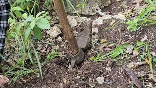 Planting Pandanus Plants for our Native Products Business