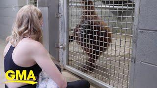 Orangutan learns to breastfeed by watching zookeeper breastfeed her son
