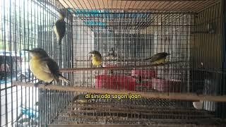 Info Stok dan harga burung terbaru Kamis 25 Juli 2024. Malik Jaya Sepatan