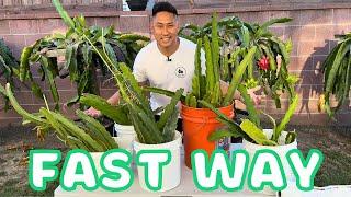 How To Root Cuttings In Bulk. Fast and Efficient Way  Dragon Fruit Tips