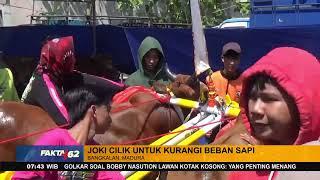 Serunya Balap Karapan Sapi Di Bangkalan Madura - Fakta +62