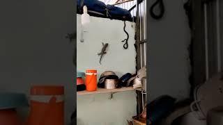 Gecko vs Snake Fighting #shorts 