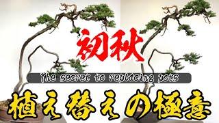 【実践と解説】秋の盆栽、植え替えを学ぼう‼️