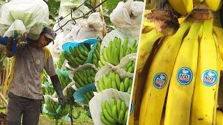 How Do Bananas Grow and End Up in the Store?