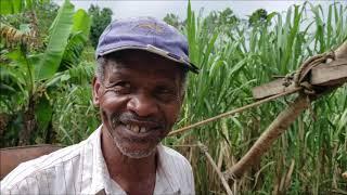 DISCOVERED 18th Century SUGAR Production ALIVE In Rural Jamaica   Sugar Cane Farming In Jamaica