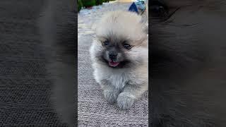 Cutest Puppy Videos Ever Adorable Baby Dogs #doglovers #pets  #shorts #cutepuppy  #4kviral