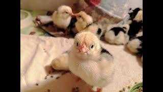 Инкубация цыплят - с первого дня до вывода