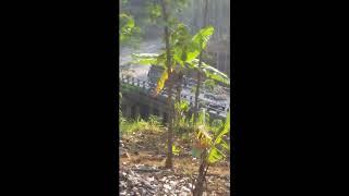 Tragedi Kecelakaan truk Druju sumawe