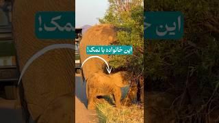 بچه فیل بازیگوش در پارک ملی پیلانزبرگ - آفریقای جنوبی  #سفر #سافاری #سافاری_حیات_وحش #آفریقا