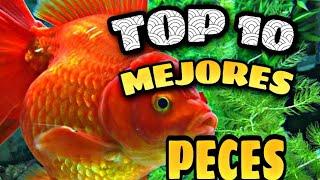 Top 10 peces de agua dulce