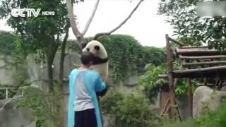 So Cute Panda asks for hug to get down from tree
