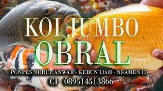 KOI JUMBO SUPER JUAL MURAH - 40 50CM - KEBUN IJAH - PONPES NURUL ANWAR - NGAMEN ID