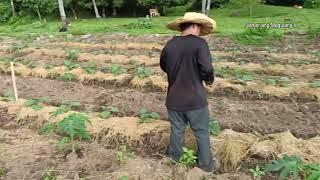 Intercropping. Watermelon at Eggplant. Sinubukan ko lang at ito ang resulta