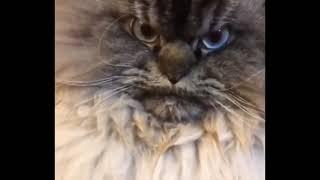 angry cat Cute Cat  Funny Cats