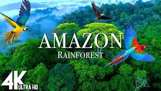 Amazon 4k - The World’s Largest Tropical Rainforest  Relaxation Film with Calming Music