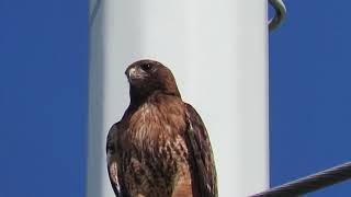 Red tailed hawk lets out a piercing cry