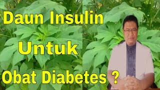 Daun insulin untuk obat diabetes ?