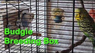 How to Get Budgies to Go into Nesting Breeding Box - Breeding Budgies for Beginners UK - 2