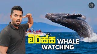 Whale watching වලට ලංකාවේ හොඳම තැන