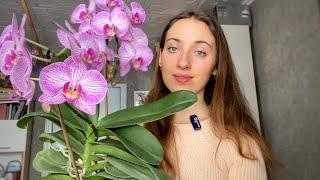 My Orchid Collection  How I Rescue Dying Orchids