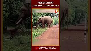 Elephant Drinking Water Straight From The Tap  Bhubaneswar  Visuals From Bharatpur Forest