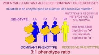 DOMINANT VS. RECESSIVE GENETIC TRAITS