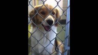 Sweet Collie Mix needs rescueadoption