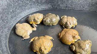 ยื่นโอ๋กับทีมกบยักษ์ เล่นน้ำคลายร้อน #กบ #กบยักษ์ #africanbullfrogs