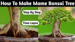 How To Make Mame Bonsai Tree At Home