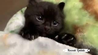 Kompilasi Video lucu Kocheng Bikin Gemes  Funny Cat