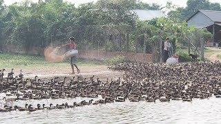 Amazing Boys Feeding 5000 Ducks In My Village - How To Feeding Duck In Cambodia