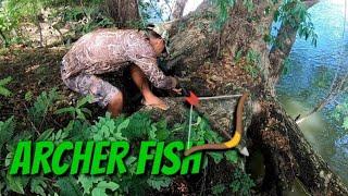 MALAKING ARCHER FISH SA ILALIM NG UGAT NG PUNONG ACACIA...