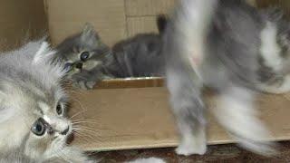 little cat playing in the box #kittens #pet #short #kucingimut