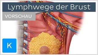 Lymphabfluss der Brust Quadranten & Lymphknoten Vorschau  Kenhub