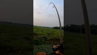 ഇത്രയും കറുത്ത വരാലിനെ കണ്ടിട്ടുണ്ടോ..   Fishing Videos  Snakehead Fishing Videos  Viral Videos