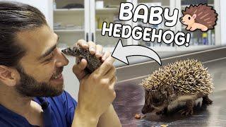 ABONDONED BABY HEDGEHOG Smaller Than A Finger